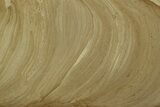 Polished Devonian Domal Stromatolite Slab - Russia #365111-1